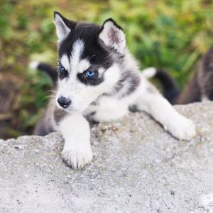 hermoso cachorro husky