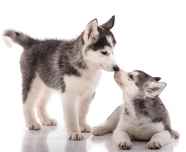 comprar un husky siberiano